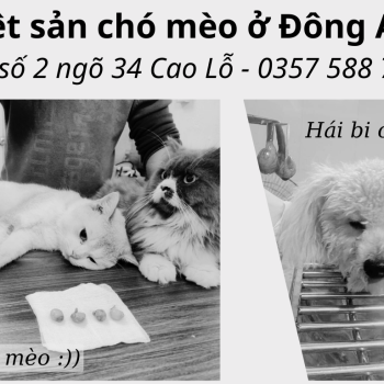 Triệt sản chó mèo ở Đông Anh