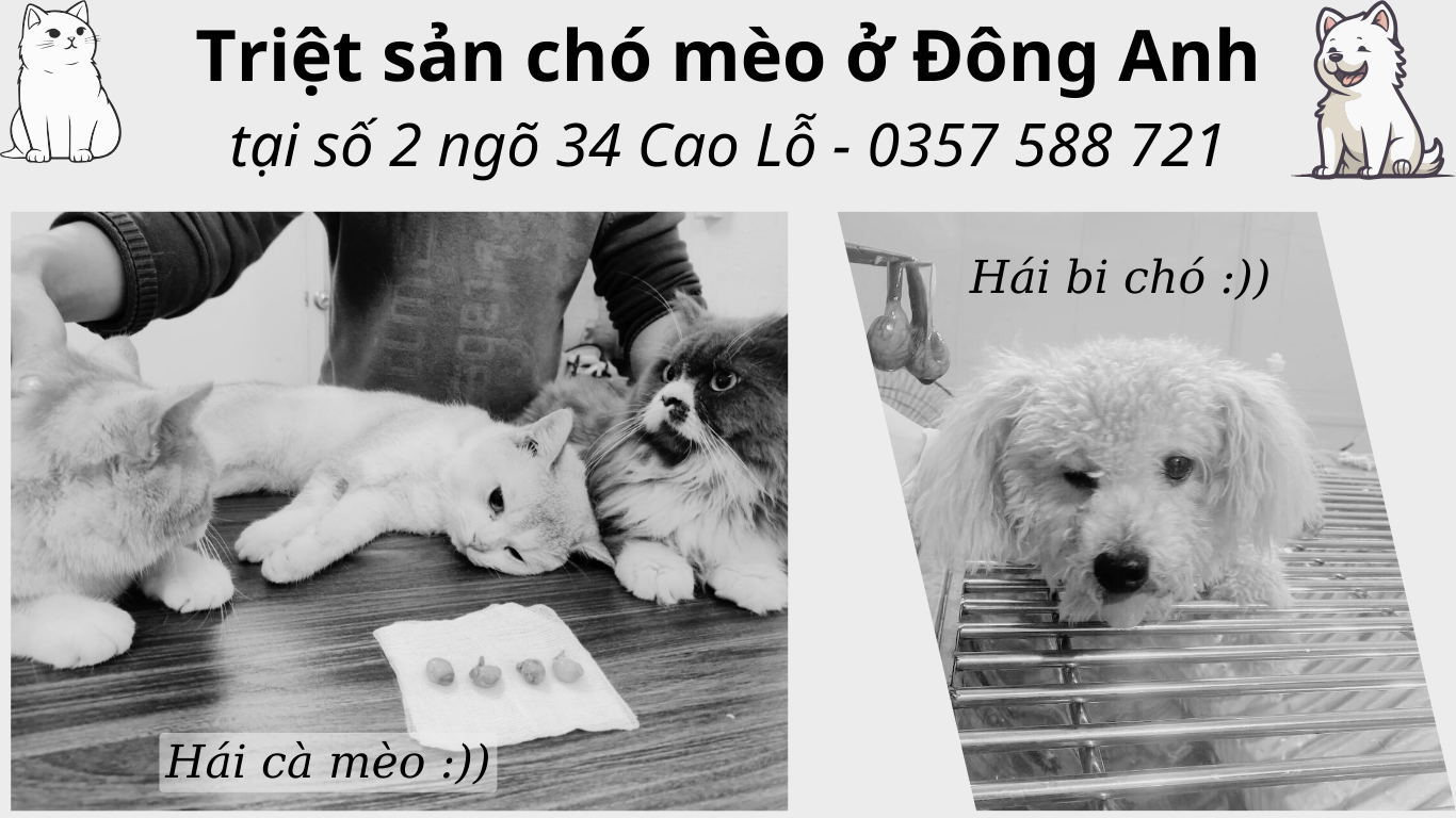 Triệt sản chó mèo ở Đông Anh